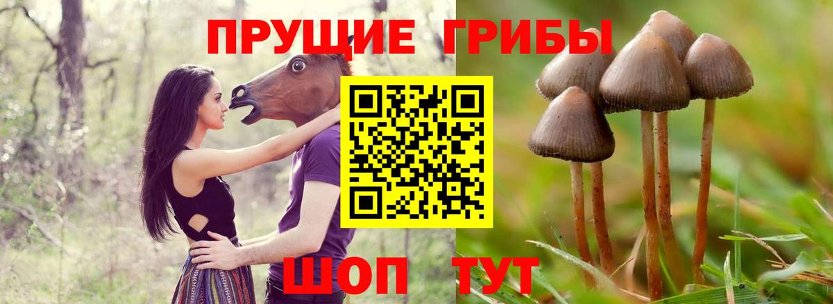 Псилоцибиновые грибы Cubensis  купить  цена  Камышлов  Вход с VPN 