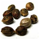 Семена марихуаны АК-47  (Seeds AK-47) в Камышлове